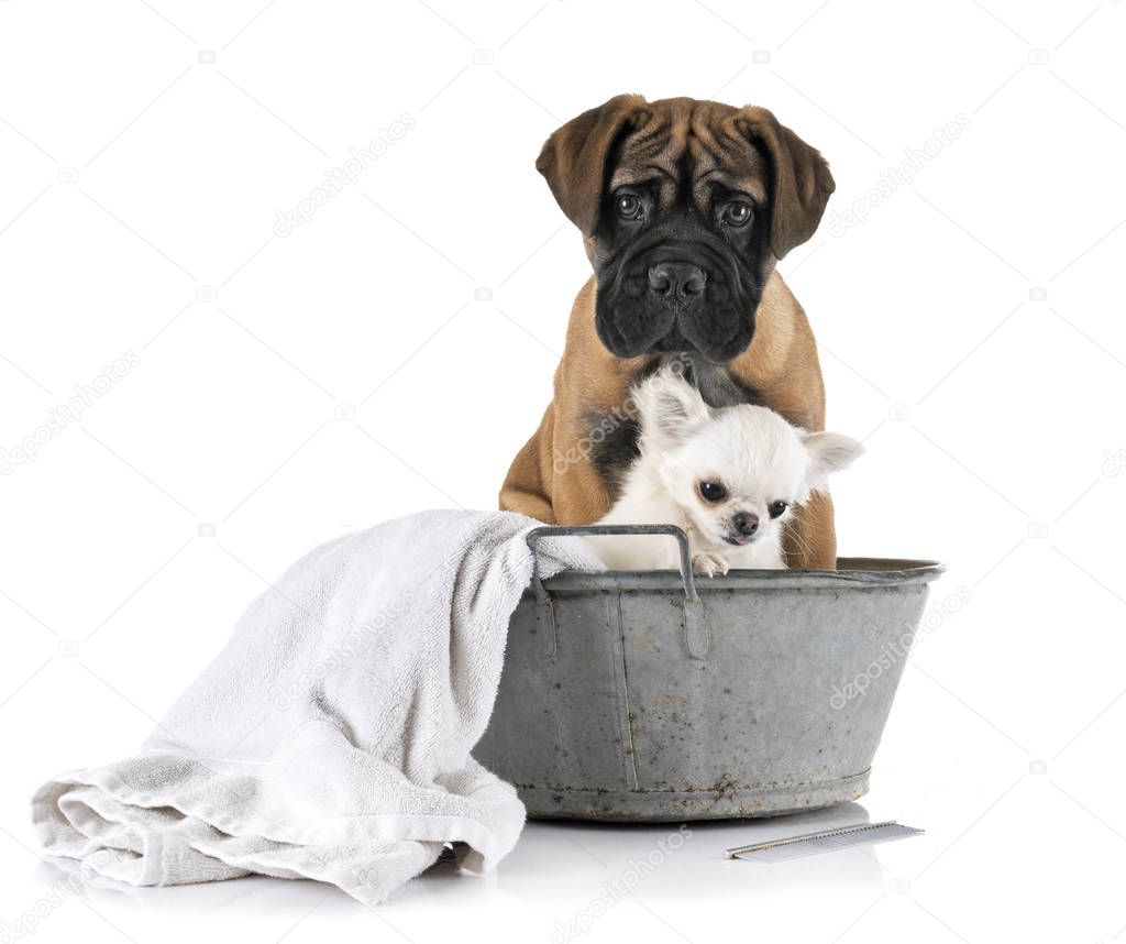 puppy bullmastiff and chihuahua in bath