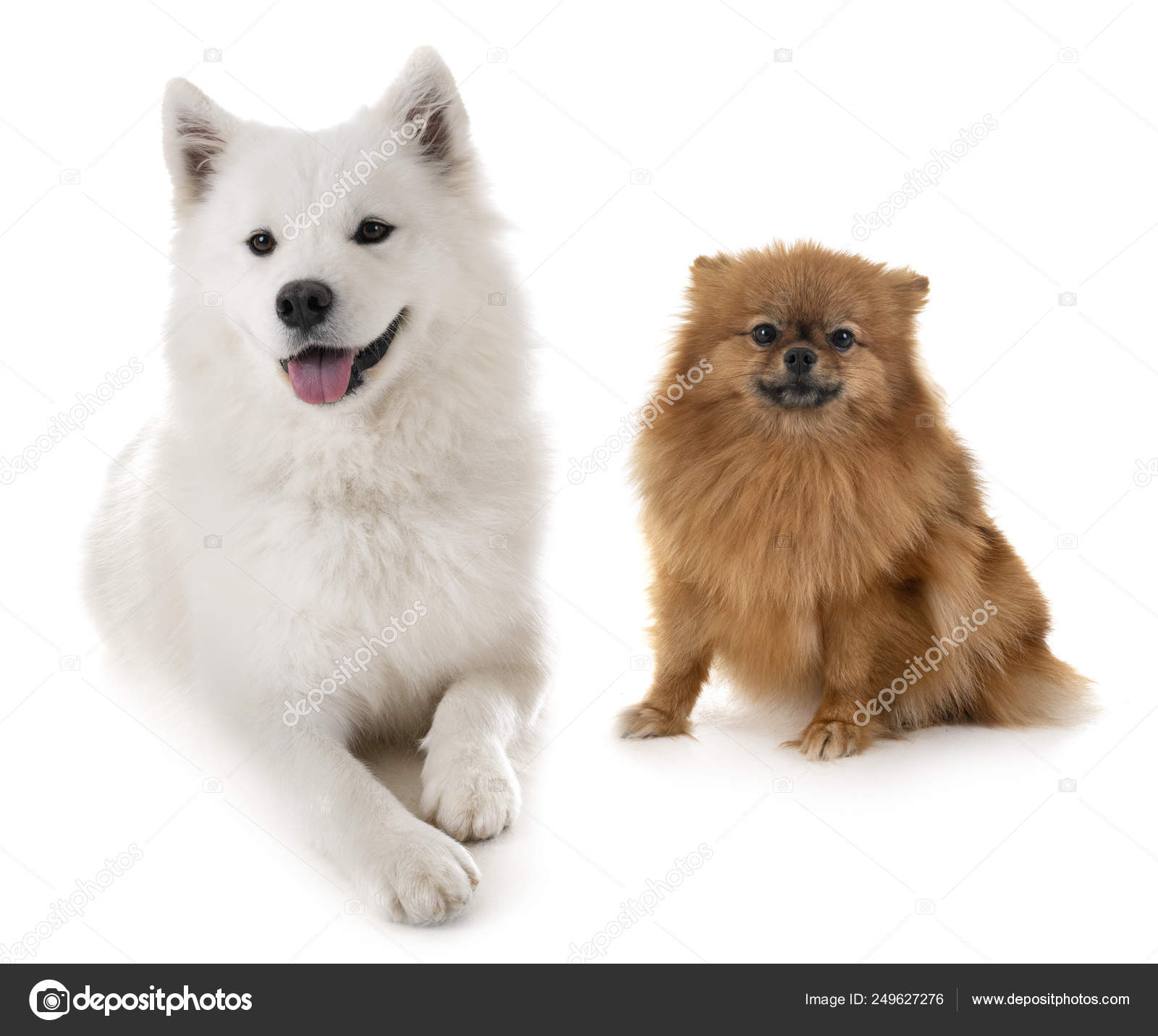 Perro De Pomerania PNG Imágenes Y Dibujos Con Fondo Transparente Gratis -  Pngtree, image size:1600x1432
