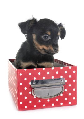 köpek yavrusu Russkiy oyuncak