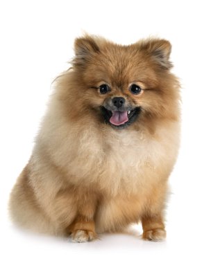 köpek yavrusu pomeranian Studio