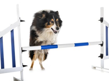 Shetland koyun Studio