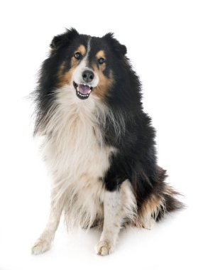 Shetland koyun Studio