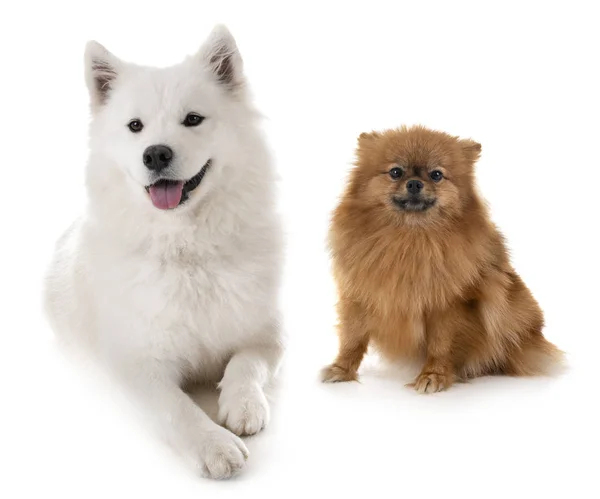 Samoyed dog and pomeranian — Stock Photo, Image