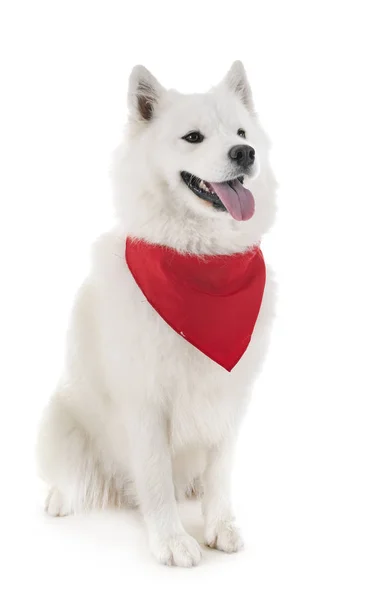 Samoyedo perro en estudio —  Fotos de Stock