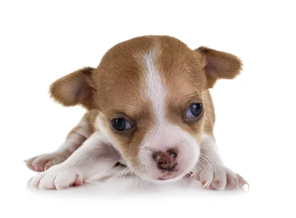 Puppy chihuahua in studio — Stockfoto