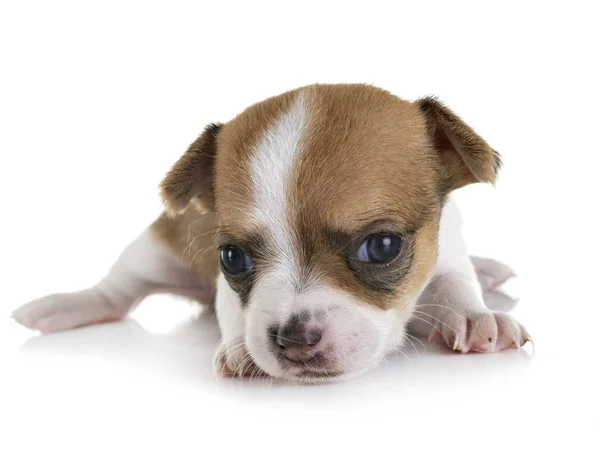 Chihuahua filhote de cachorro no estúdio — Fotografia de Stock