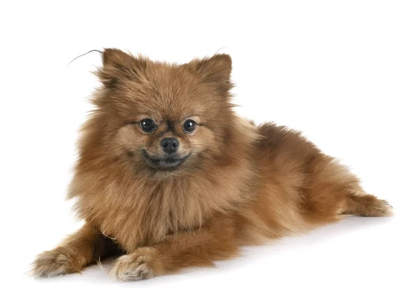 Köpek yavrusu pomeranian Studio — Stok fotoğraf