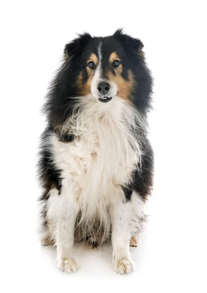 Sheltie v studio — Stock fotografie