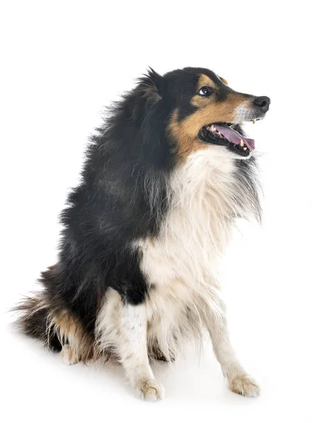 Shetland sheepdog i studio — Stockfoto