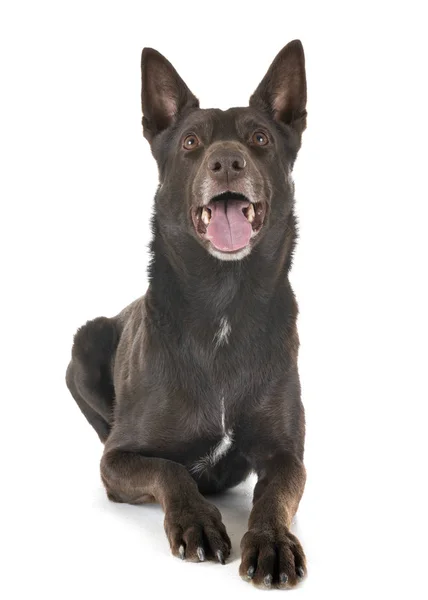 Australian Kelpie in studio — Stock Photo, Image