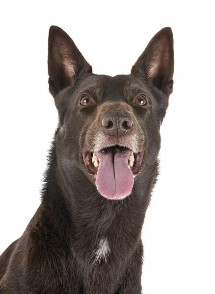 Australian Kelpie em estúdio — Fotografia de Stock