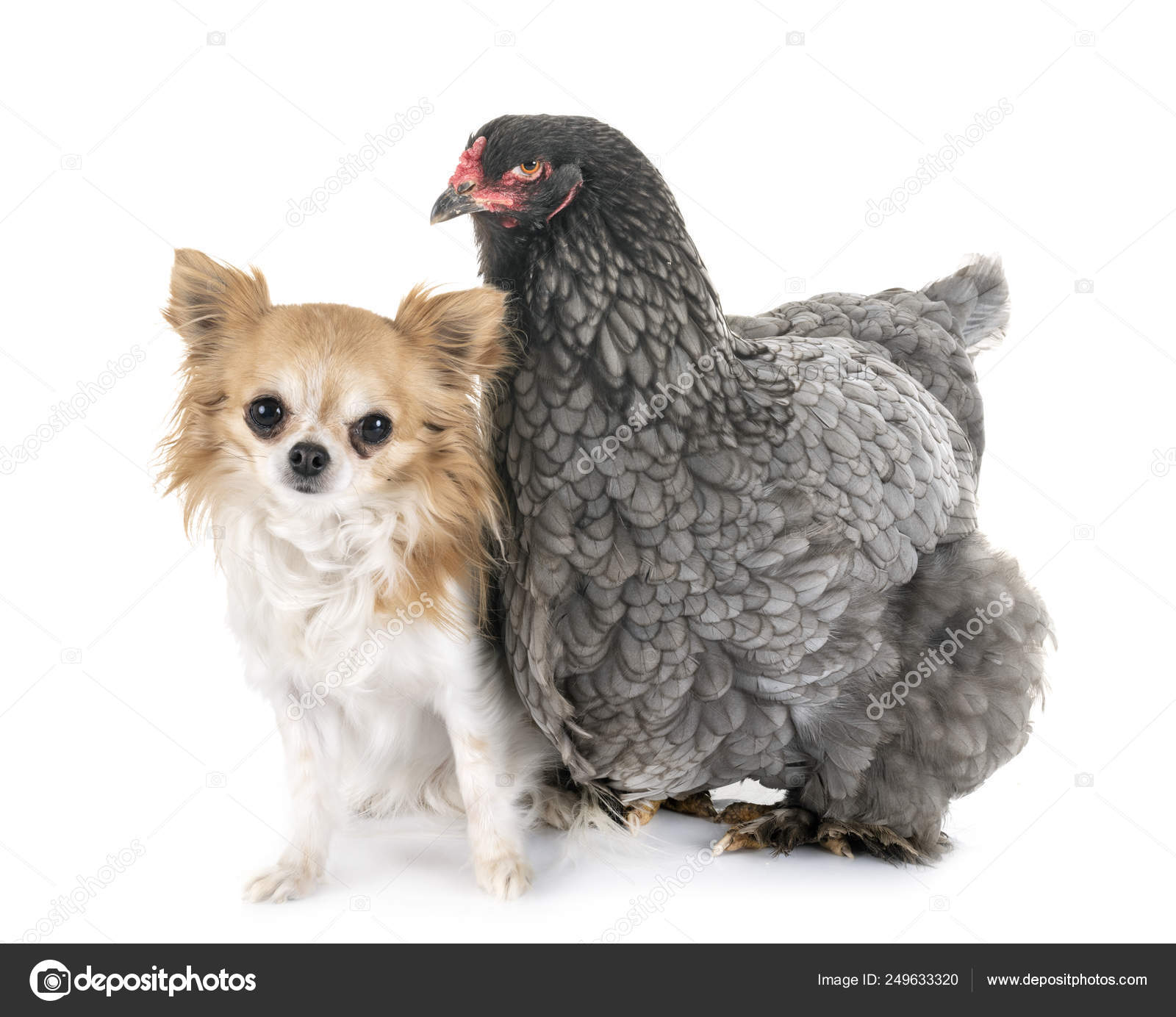 Brahma chicken and chihuahua Stock Photo by cynoclub 249633320