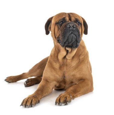 bullmastiff Studio