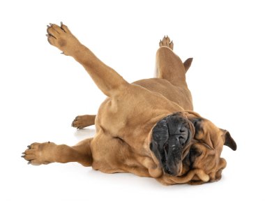 bullmastiff Studio