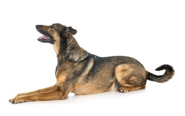 Malinois Studio