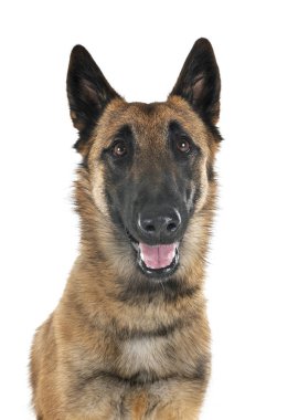 Malinois Studio