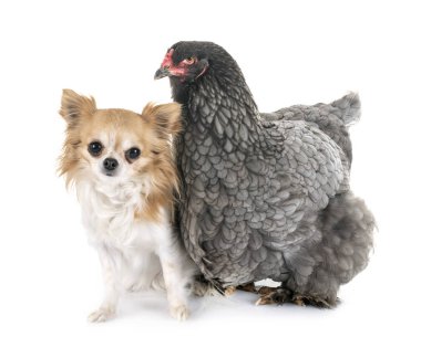 Brahma tavuk ve chihuahua