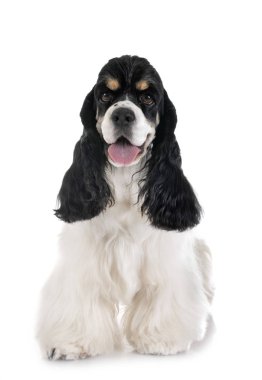 Amerikan cocker spaniel