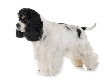Amerikan cocker spaniel