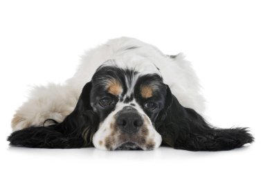 Amerikan cocker spaniel