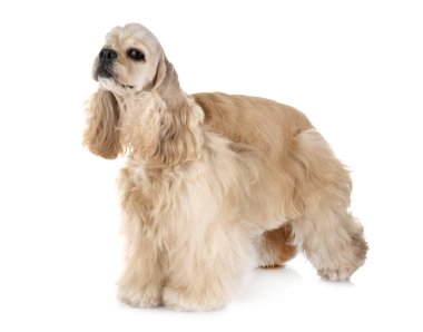 Amerikan cocker spaniel