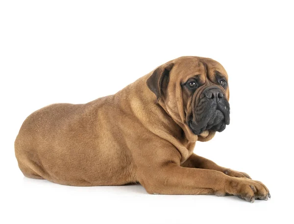 Mastino in studio — Foto Stock