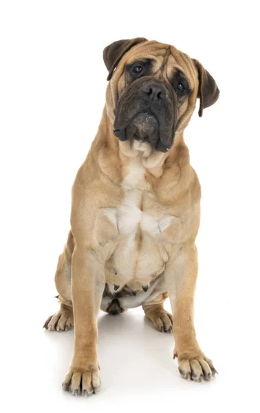 Bullmastiff en studio — Photo