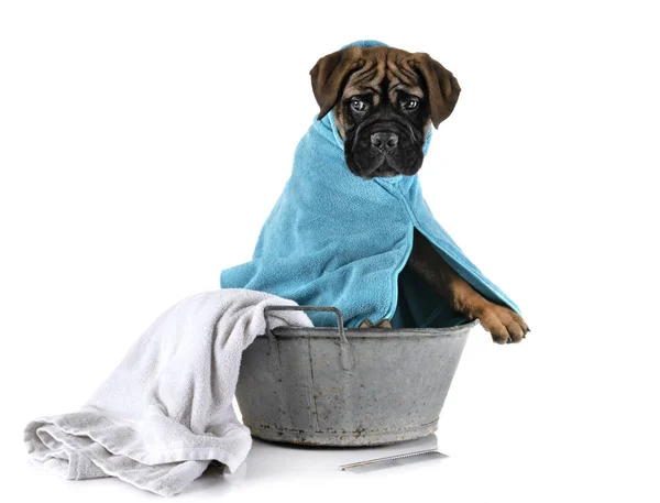 Bullmastiff cachorro en baño —  Fotos de Stock