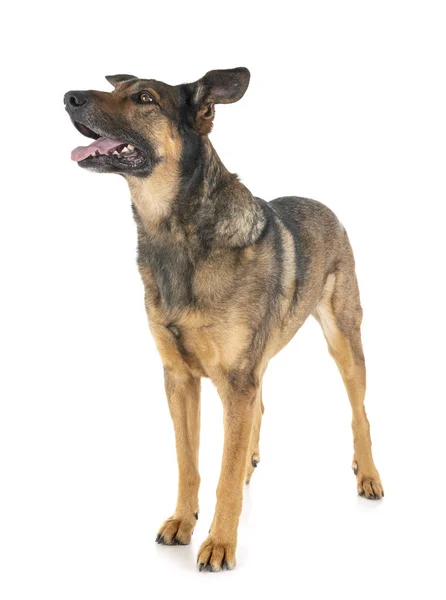 Malinois i studio — Stockfoto