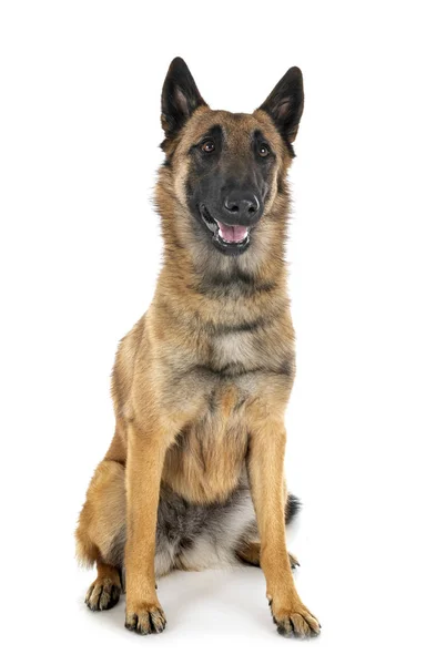 Malinois i studio — Stockfoto