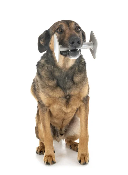 Malinois in studio — Foto Stock