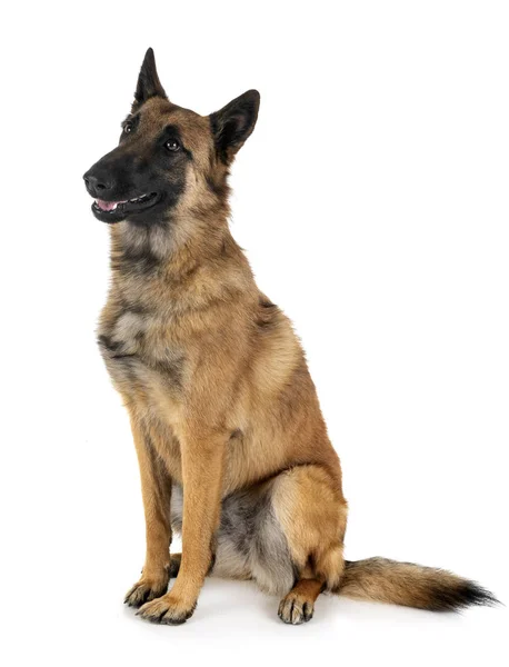 Malinois im Atelier — Stockfoto