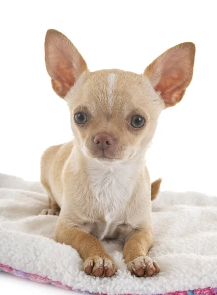 Chihuahua in studio — Foto Stock