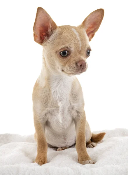 Chihuahua in studio — Foto Stock