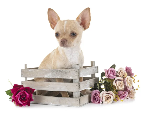 Chihuahua im Atelier — Stockfoto