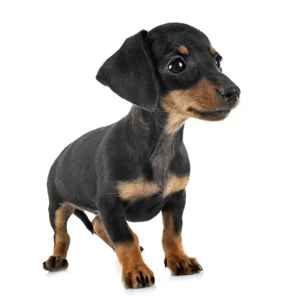 Cachorro miniatura dachshund — Foto de Stock