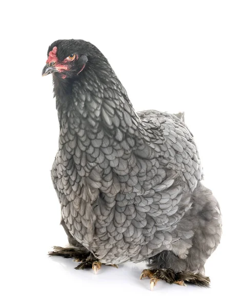 Brahma kuře ve studiu — Stock fotografie