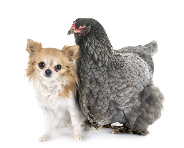 Brahma chicken and chihuahua — Stock Photo, Image