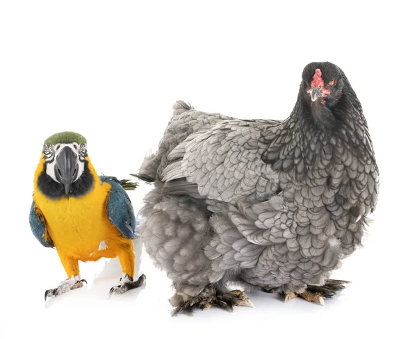 Брахма курица и попугай — стоковое фото