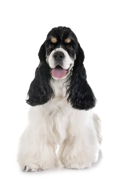 Amerikansk cocker spaniel — Stockfoto