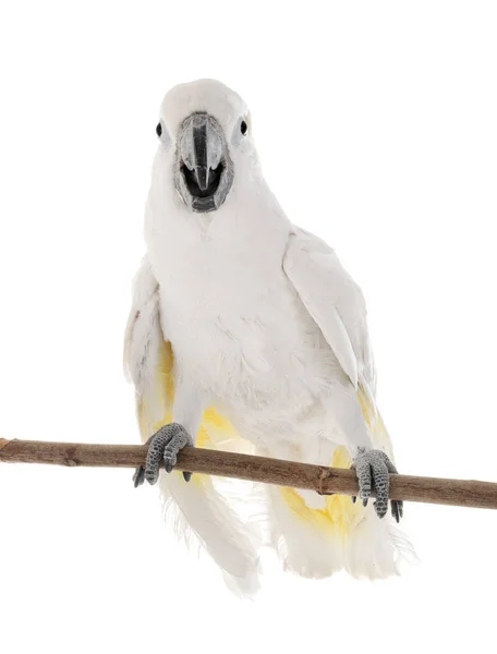 Cacatua branca no estúdio — Fotografia de Stock