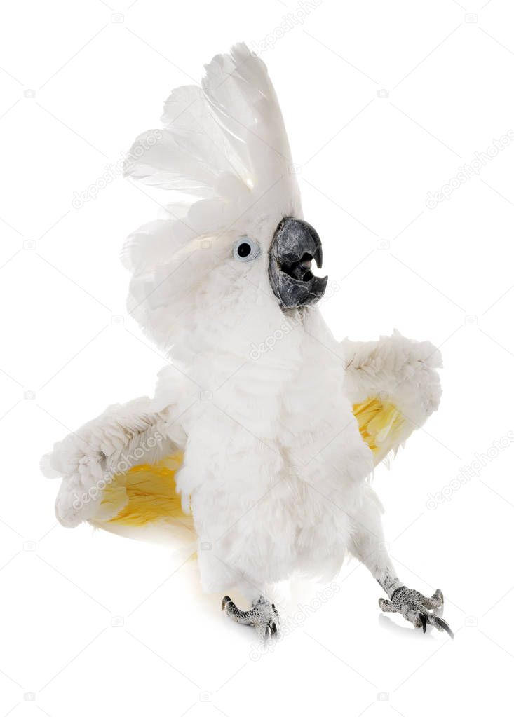 White cockatoo in studio