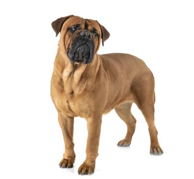 bullmastiff Studio