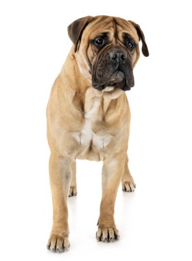 bullmastiff Studio
