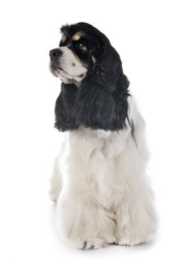 Amerikan cocker spaniel