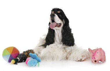 Amerikan cocker spaniel