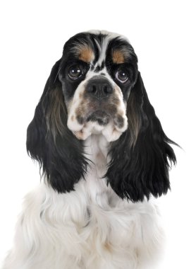 Amerikan cocker spaniel