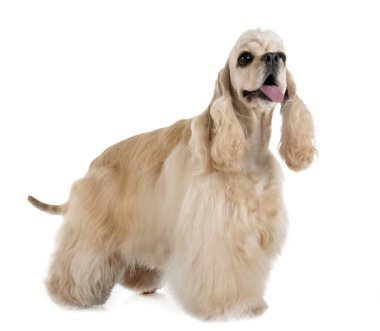 Amerikan cocker spaniel
