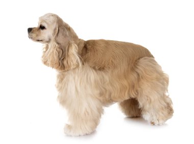 Amerikan cocker spaniel
