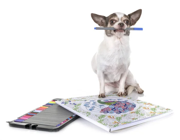 Chihuahua w studio — Zdjęcie stockowe
